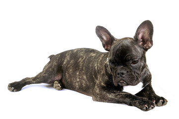 French bulldog