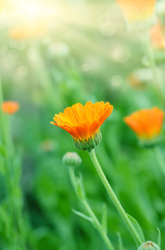 Marigold flowers closeup