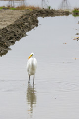 Airoen bianco pesca pesce in bocca