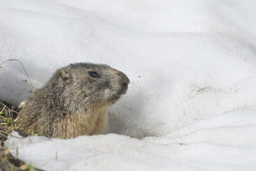 Isolated Marmot while running on the snow
