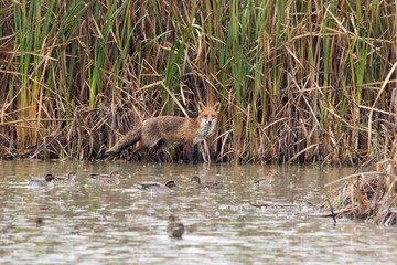 Volpe in cerca di cibo