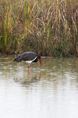 Cicogne nera sulla sponda