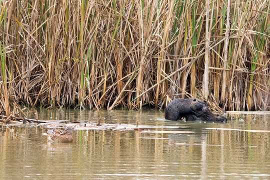 Nutri in accoppiamento