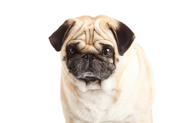Fototapeta premium pug dog isolated on white background