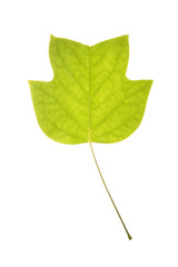 Fototapeta premium Green leaf of tulip tree isolated on white