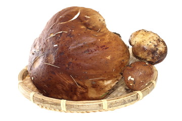 bunch of boletus edulis isolated on white