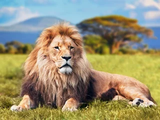  Grote leeuw die op savannegras ligt. Kenia, Afrika © Photocreo Bednarek