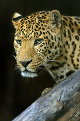 The Amur leopard in its natural habitat