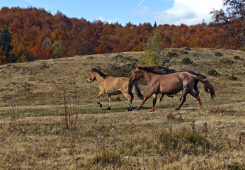 Naklejka na ściany i meble Horses grazing in a forest in autumn