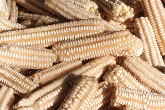 pannocchie di mais bianco