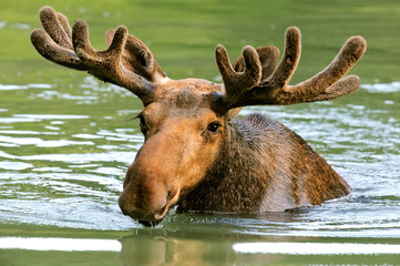 The elk in their natural habitat
