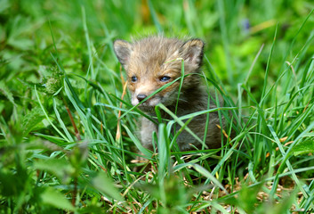 Fox cub in long grass