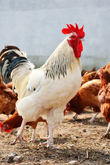 Rooster on traditional free range poultry farm
