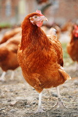 Chickens on traditional free range poultry farm