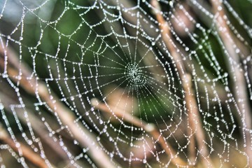 A Cold Spider Web With Dew In The Morning