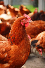 Chickens on traditional free range poultry farm