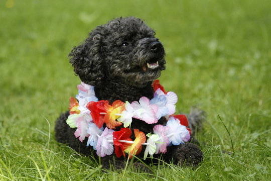 Pudel mit Blumenkranz