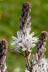 Asphodelus flower