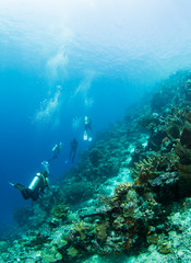 Naklejka na ściany i meble Divers on a coral reef