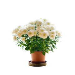 bouquet of flowers