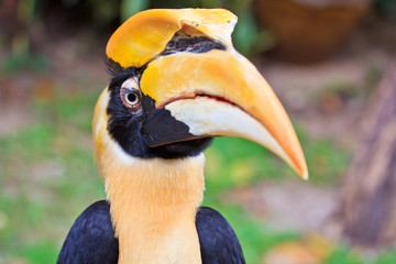 Great hornbill is monogamous breeders © Photo Gallery