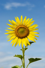 Naklejka premium sunflower