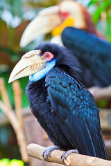 Great hornbill is monogamous breeders