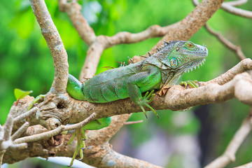 Green Iguana