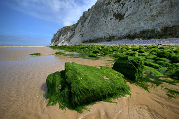 Stones, overgrown with green algae at Nord-Pas-de-Calais