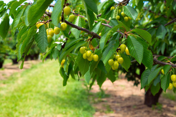 Green cherries on a branch
