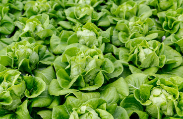 The Organic hydroponic vegetables farm.