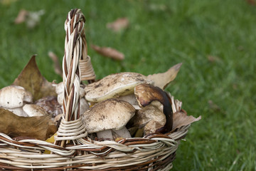 porcini mushrooms