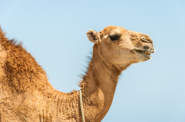 camel