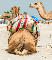 camel family