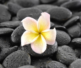 Obraz na płótnie Canvas Macro of frangipani and black wet stones texture