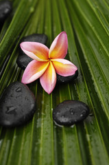 Obraz na płótnie Canvas frangipani with wet spa stones on palm leaf texture