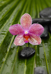gorgeous orchid with wet spa stones on palm leaf texture