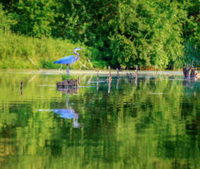 Blue Heron