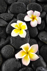 Three plumeria flowers on wet stones background