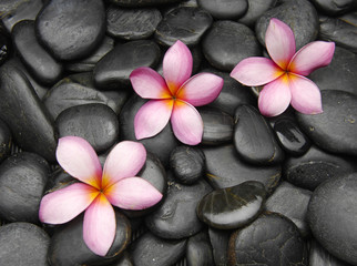 Panele Szklane  Trzy kwiaty frangipani na czarnych kamykach