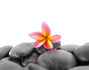 Fototapeta na wymiar Still life with Red frangipani flower on black background