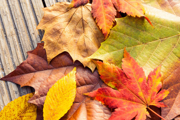 Autumn maple leave with wooden background