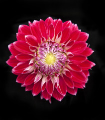 Red chrysanthemum on black background