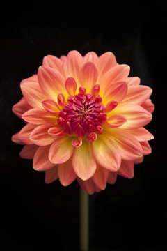 Fototapeta Orange chrysanthemum on black background