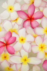 Fototapeta na wymiar frangipani flowers in the water