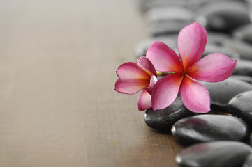 frangipani flower on wooden board