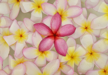 Obraz na płótnie Canvas Many frangipani flowers in the water