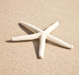 Fototapeta na wymiar Starfish and wave on the sandy beach