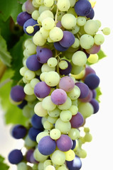 Motley bunch of grapes