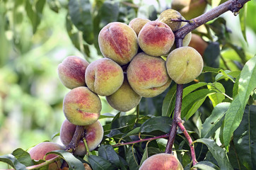 Peach fruit on the branch